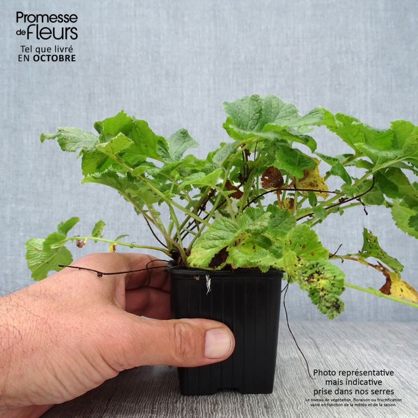 Exemplaar van Geum Mai Tai - Knikkend nagelkruid Kweekpotje van 8/9 cm zoals geleverd in de herfst