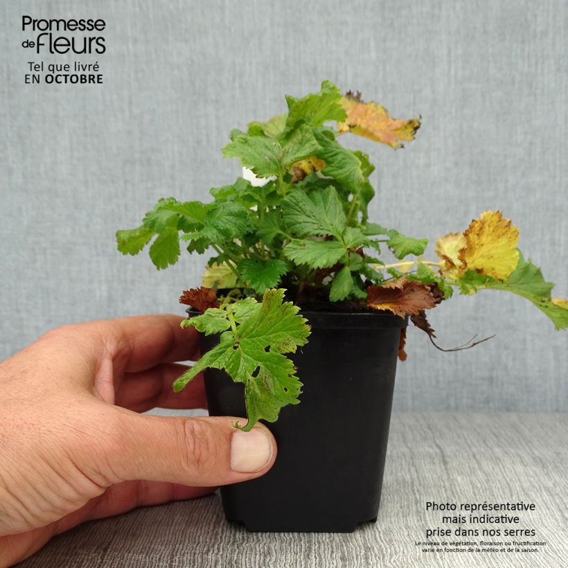 Exemplaar van Geum coccineum Nonna - Nagelkruid Kweekpotje van 7/8 cm zoals geleverd in de herfst
