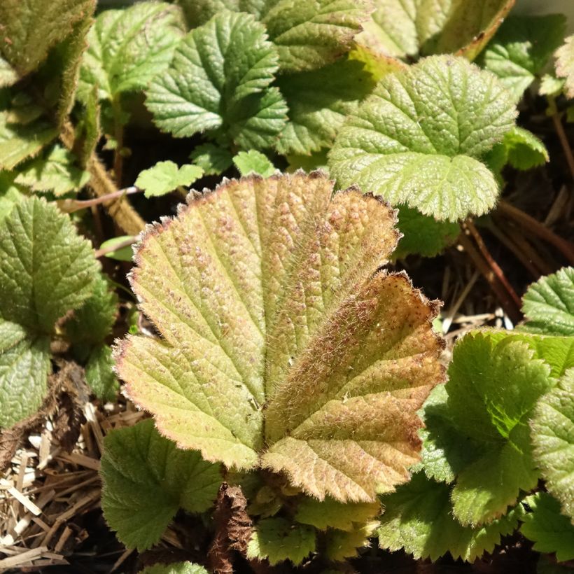 Geum Orange Pumpkin - Nagelkruid (Blad)