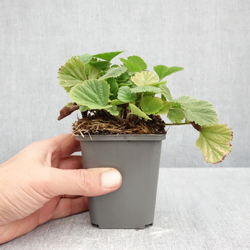 Exemplaar van Geum Orange Pumpkin - Nagelkruid Kweekpotje van 7/8 cm zoals geleverd in de herfst