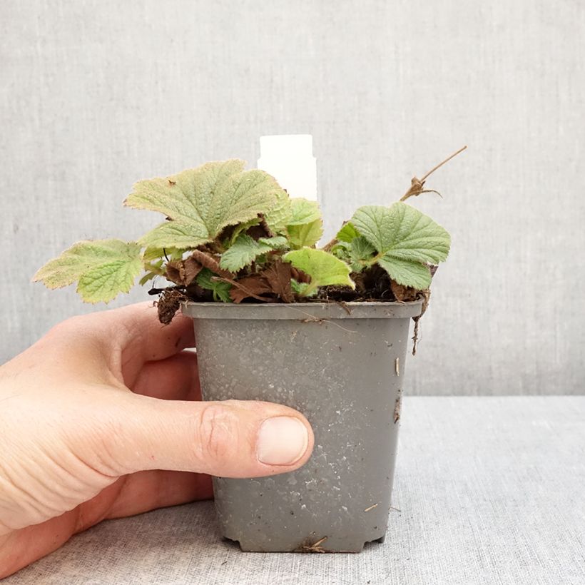 Exemplaar van Geum Orange Pumpkin - Nagelkruid Kweekpotje van 7/8 cm zoals geleverd in de lente