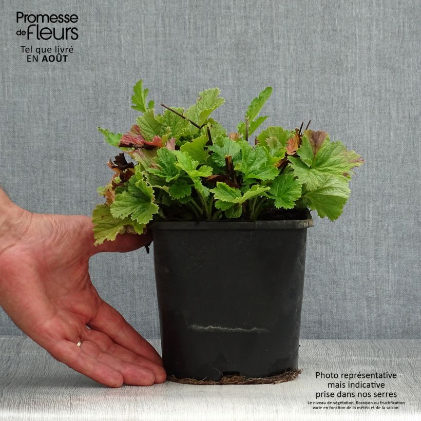 Exemplaar van Geum Pretticoats Peach - Nagelkruid Pot van 2 l/3 l zoals geleverd in de zomer