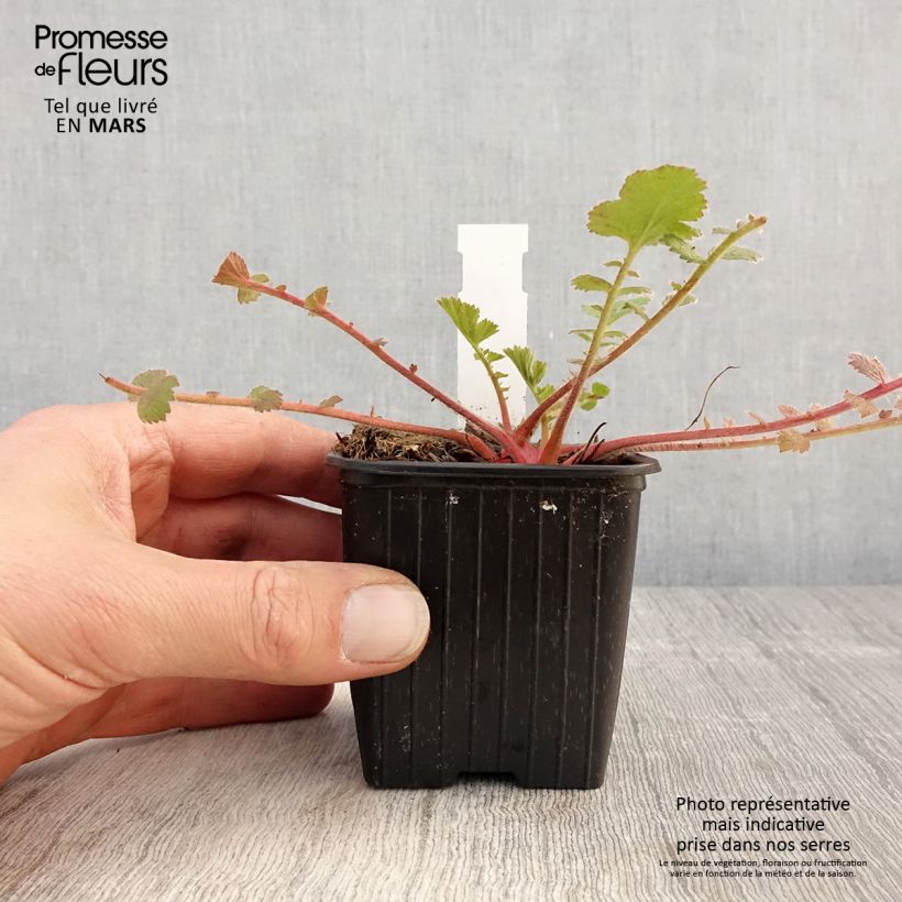 Exemplaar van Geum Prinses Juliana - Nagelkruid Kweekpotje van 8/9 cm zoals geleverd in de lente