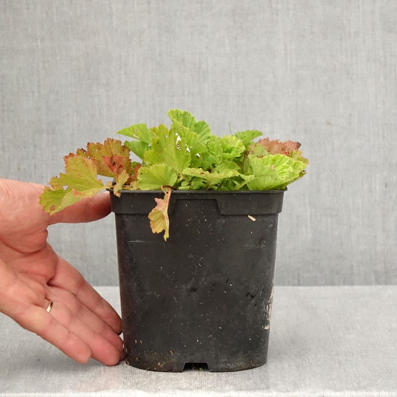 Exemplaar van Geum rivale Leonards Variety - Knikkend nagelkruid Pot van 2 l/3 l zoals geleverd in de herfst