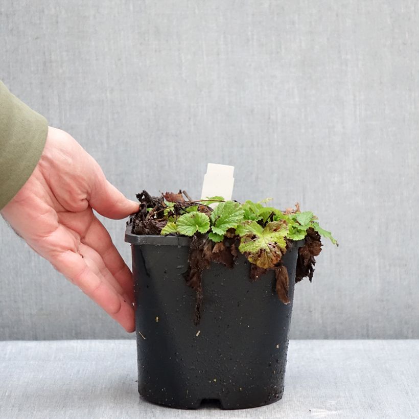 Exemplaar van Geum rivale Leonards Variety - Knikkend nagelkruid Pot van 2 l/3 l zoals geleverd in de winter