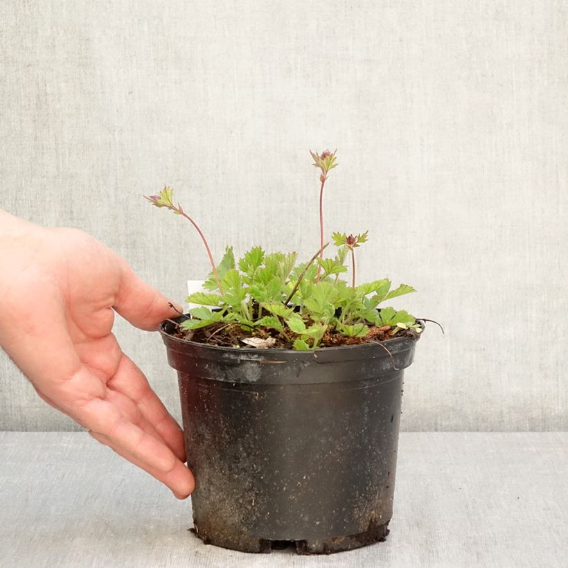 Exemplaar van Geum rivale Leonards Variety - Knikkend nagelkruid Pot van 2 l/3 l zoals geleverd in de lente