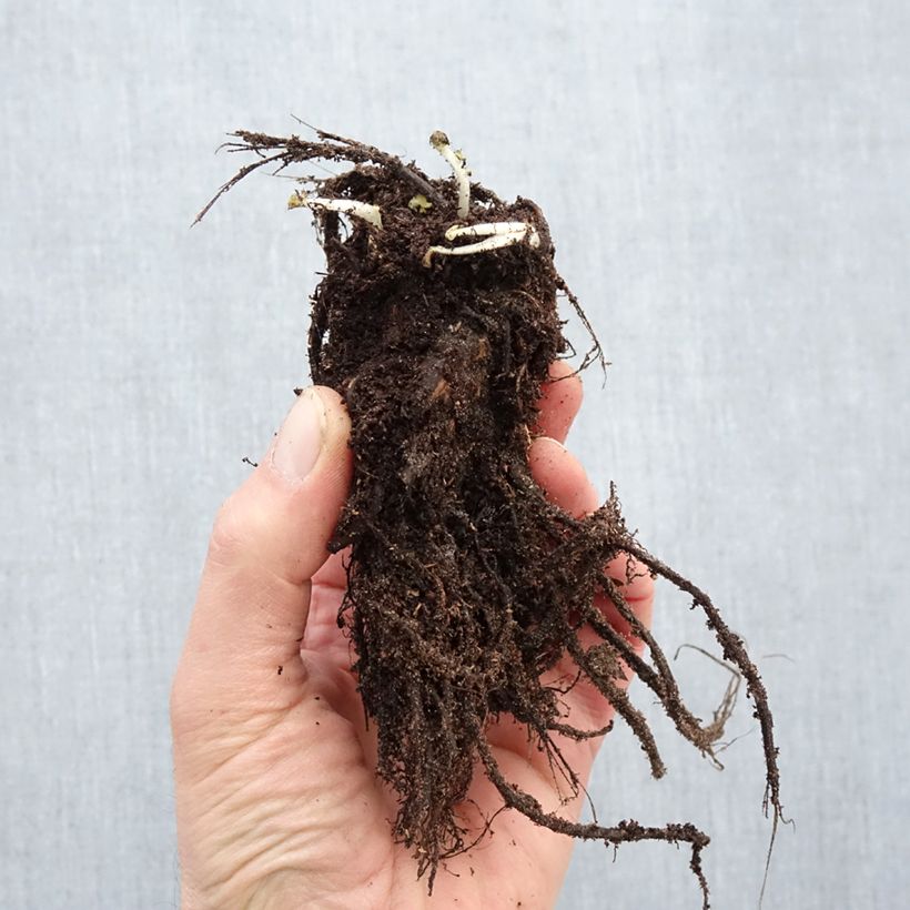 Exemplaar van Geum rivale Leonards Variety - Knikkend nagelkruid Naakte wortel zoals geleverd in de winter