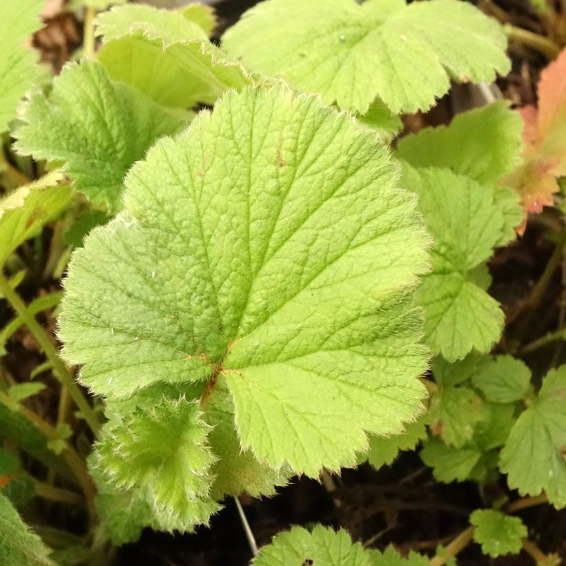 Geum Scarlet Tempest - Nagelkruid (Blad)