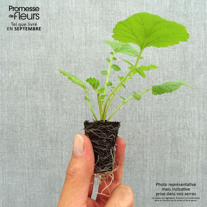 Exemplaar van Geum Scarlet Tempest - Nagelkruid Mini-mot Ø 3/4 cm zoals geleverd in de herfst