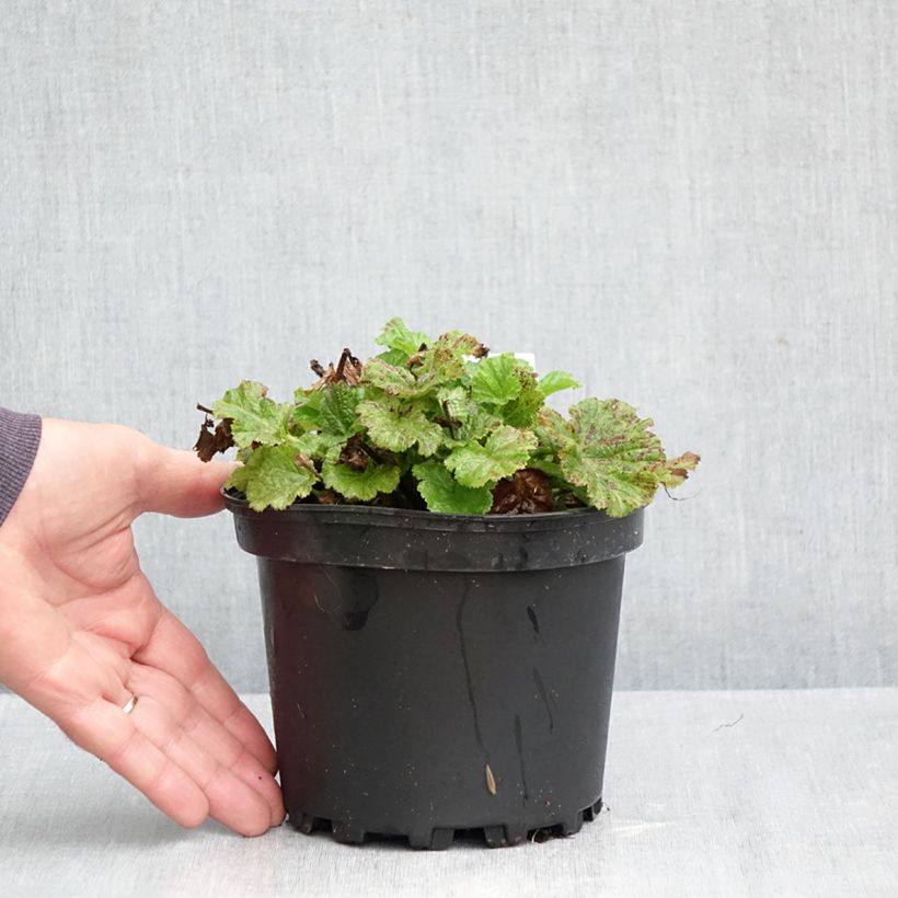 Exemplaar van Geum Tempo Roze - Nagelkruid Pot van 2 l/3 l zoals geleverd in de herfst