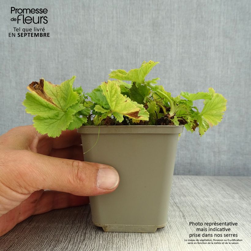 Exemplaar van Geum Tempo Yellow - Nagelkruid Kweekpotje van 8/9 cm zoals geleverd in de zomer