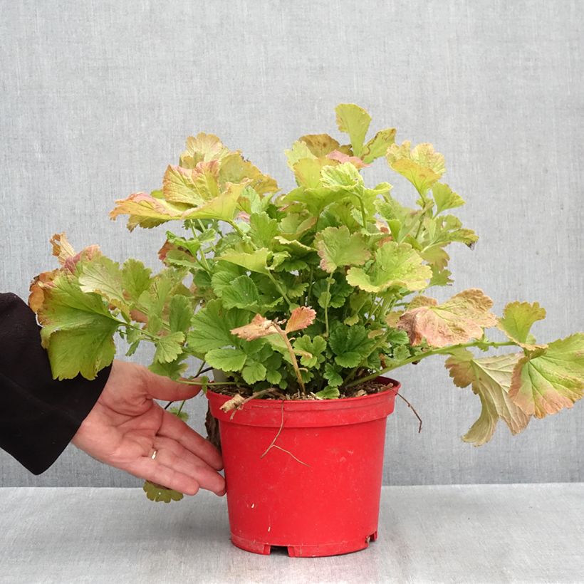 Exemplaar van Geum Tequila Sunrise - Nagelkruid Pot van 2 l/3 l zoals geleverd in de herfst
