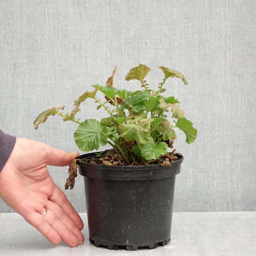 Exemplaar van Geum Totally Tangerine - Nagelkruid Pot van 1 l/1,5 l zoals geleverd in de herfst