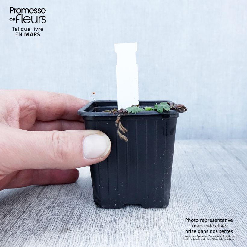 Exemplaar van Geum triflorum - Nagelkruid Kweekpotje van 8/9 cm zoals geleverd in de lente