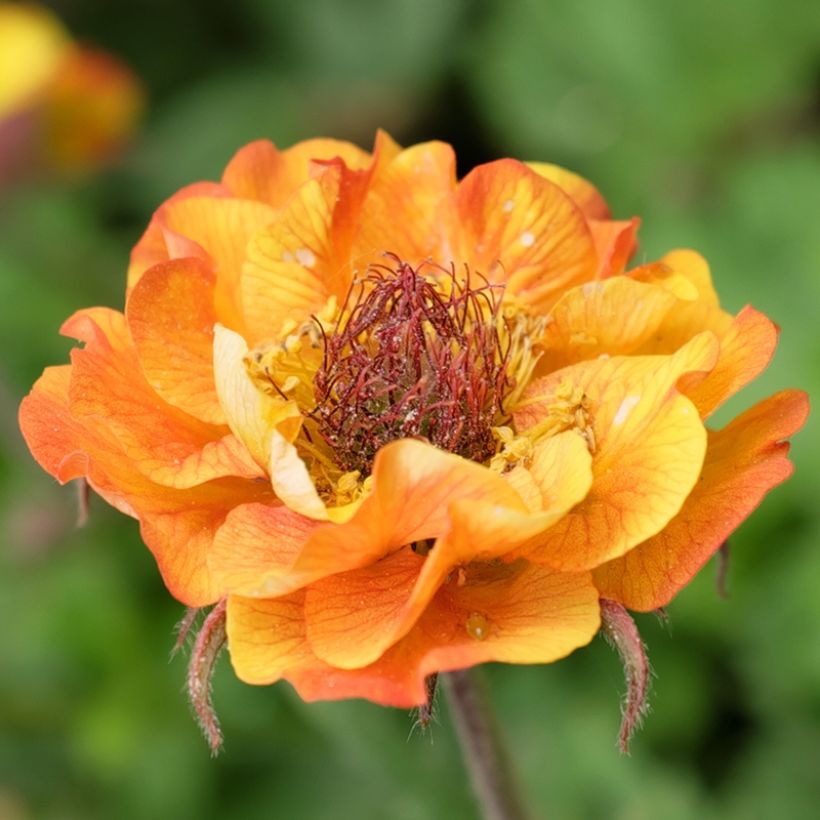 Geum Tutti Frutti - Nagelkruid (Bloei)