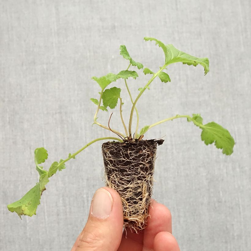 Exemplaar van Geum Tutti Frutti - Nagelkruid Mini-mot Ø 3/4 cm zoals geleverd in de herfst