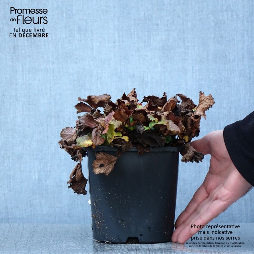 Exemplaar van Geum Tutti Frutti - Benoîte jaune orangé Pot de 2L/3L zoals geleverd in de herfst