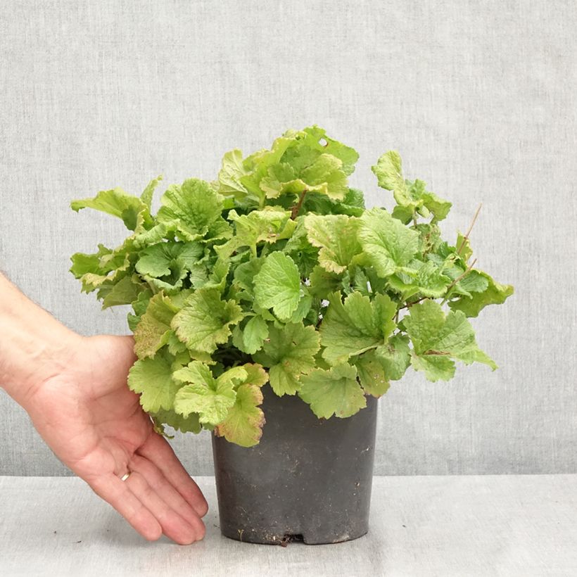 Exemplaar van Geum Tutti Frutti - Nagelkruid Pot van 2 l/3 l zoals geleverd in de zomer