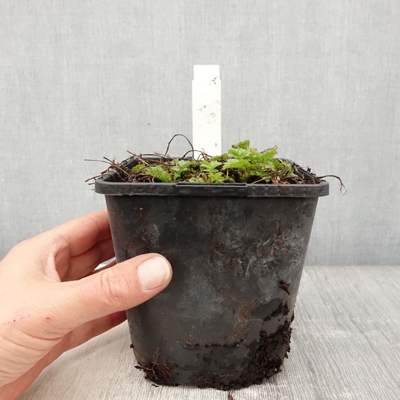 Exemplaar van Geum Tutti Frutti - Nagelkruid Pot van 2 l/3 l zoals geleverd in de lente