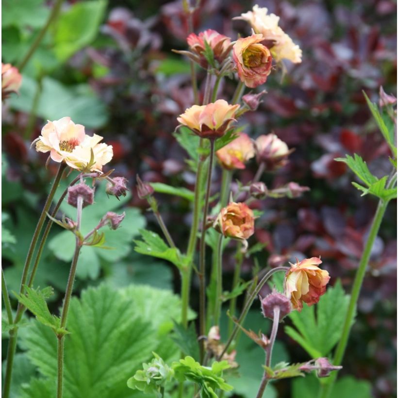 Geum Mai Tai - Knikkend nagelkruid (Groeiplaats)