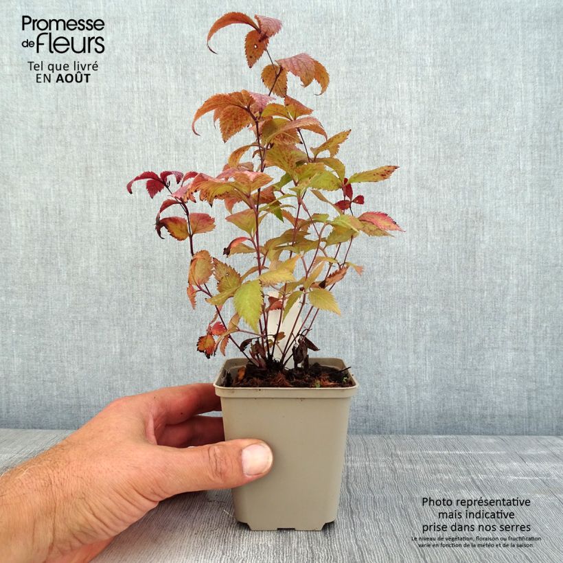 Exemplaar van Gillenia trifoliata Pink Profusion - Driebladige braakwortelspirea Kweekpotje van 8/9 cm zoals geleverd in de zomer