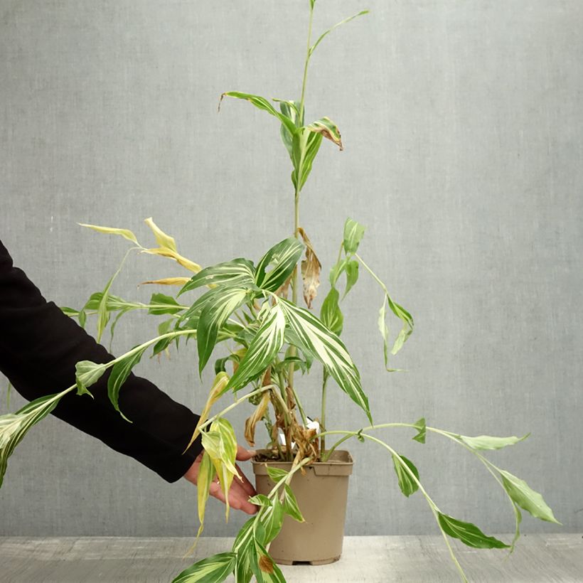 Exemplaar van Gingembre japonais - Zingiber mioga Dancing Crane Pot de 3L/4L zoals geleverd in de herfst