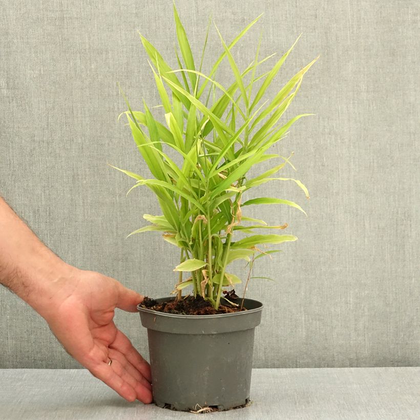 Exemplaar van Gember - Zingiber officinale Pot van 1,5 l/2 l zoals geleverd in de zomer