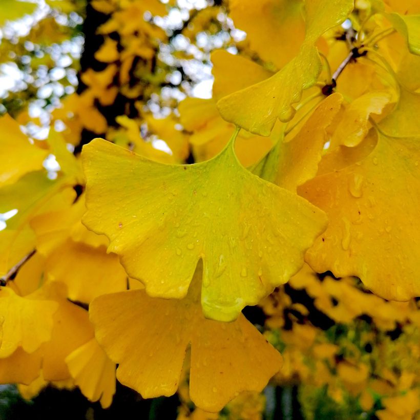 Ginkgo biloba Autumn Gold - Japanse notenboom (Foliage)