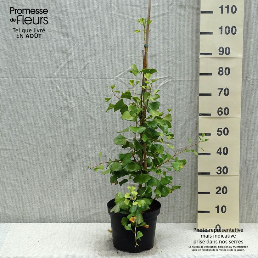 Exemplaar van Ginkgo biloba Autumn Gold - Japanse notenboom Pot van 6 l/7 l zoals geleverd in de zomer