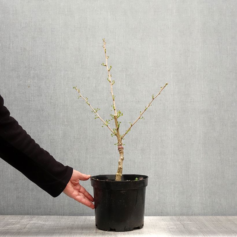 Example of Ginkgo biloba Baldi - Arbre aux quarante écus nain Pot van 4 l/5 l as you get in printemps