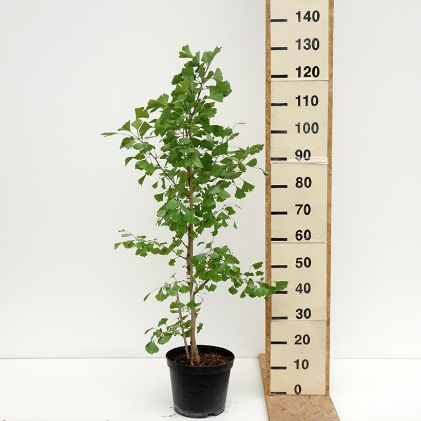 Exemplaar van Ginkgo biloba Blagon - Japanse notenboom Pot van 7,5 l/10 l zoals geleverd in de zomer