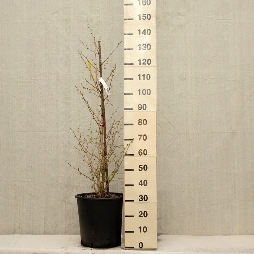 Example of Ginkgo biloba Eiffel - Japanse notenboom Pot de 30L/35L as you get in printemps