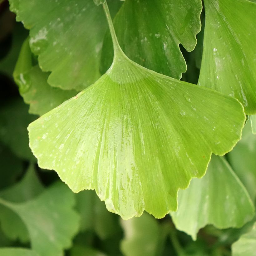 Ginkgo biloba Eiffel - Japanse notenboom (Blad)
