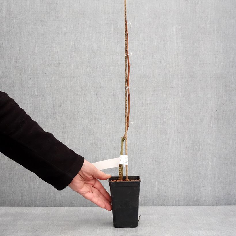 Exemplaar van Ginkgo Biloba fastigiata Gold Flame - Arbre aux quarante écus Pot de 1L/1,5L zoals geleverd in de winter