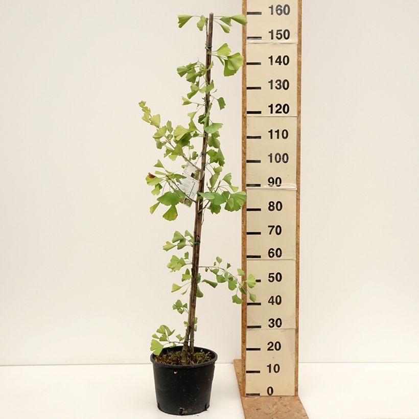 Exemplaar van Ginkgo biloba fastigiata Gold Flame - Japanse notenboom Pot van 7,5 l/10 l zoals geleverd in de zomer