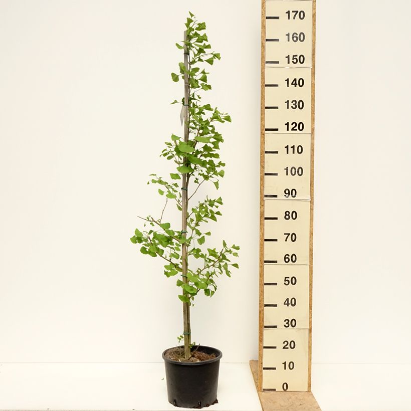 Exemplaar van Ginkgo biloba fastigiata Gold Flame - Japanse notenboom Pot van 7,5 l/10 l zoals geleverd in de lente