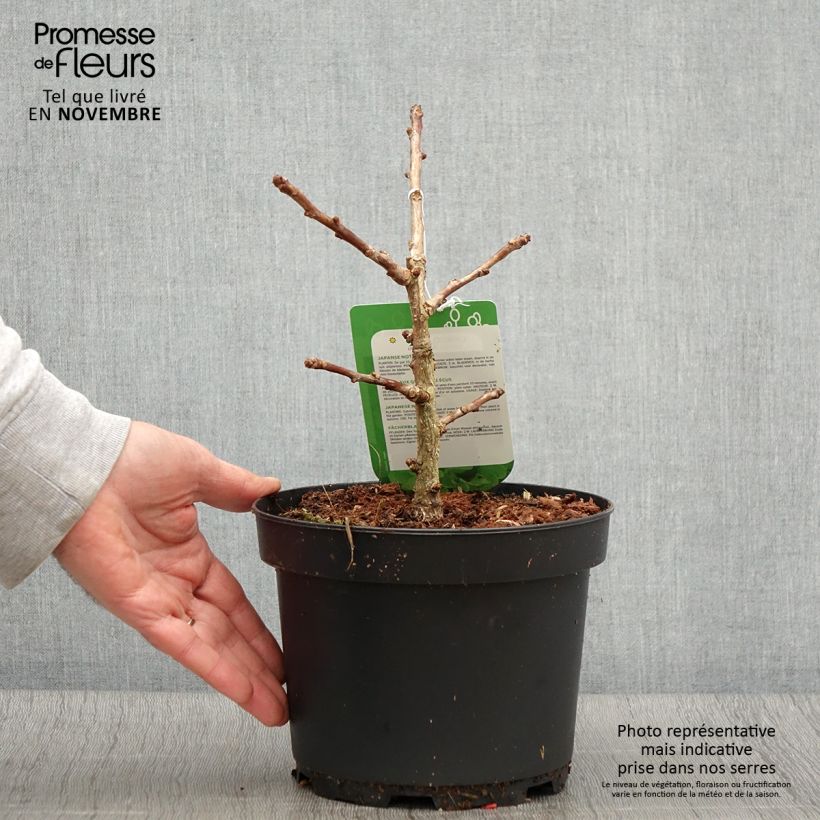 Exemplaar van Ginkgo biloba Mariken - Japanse notenboom Pot van 2 l/3 l, Struik zoals geleverd in de herfst