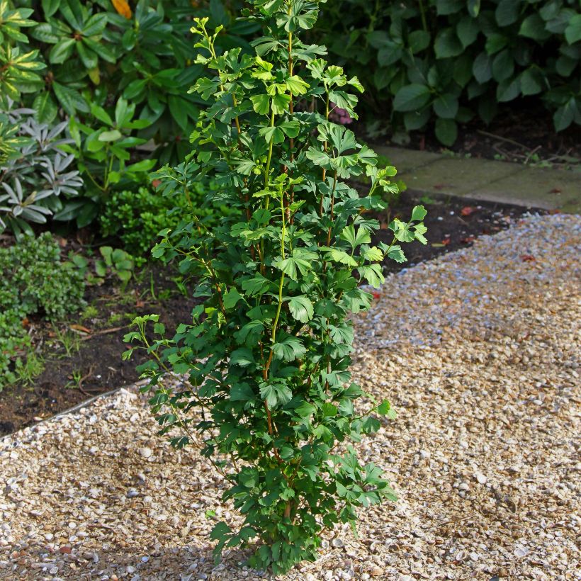 Ginkgo biloba Menhir - Japanse notenboom (Groeiplaats)