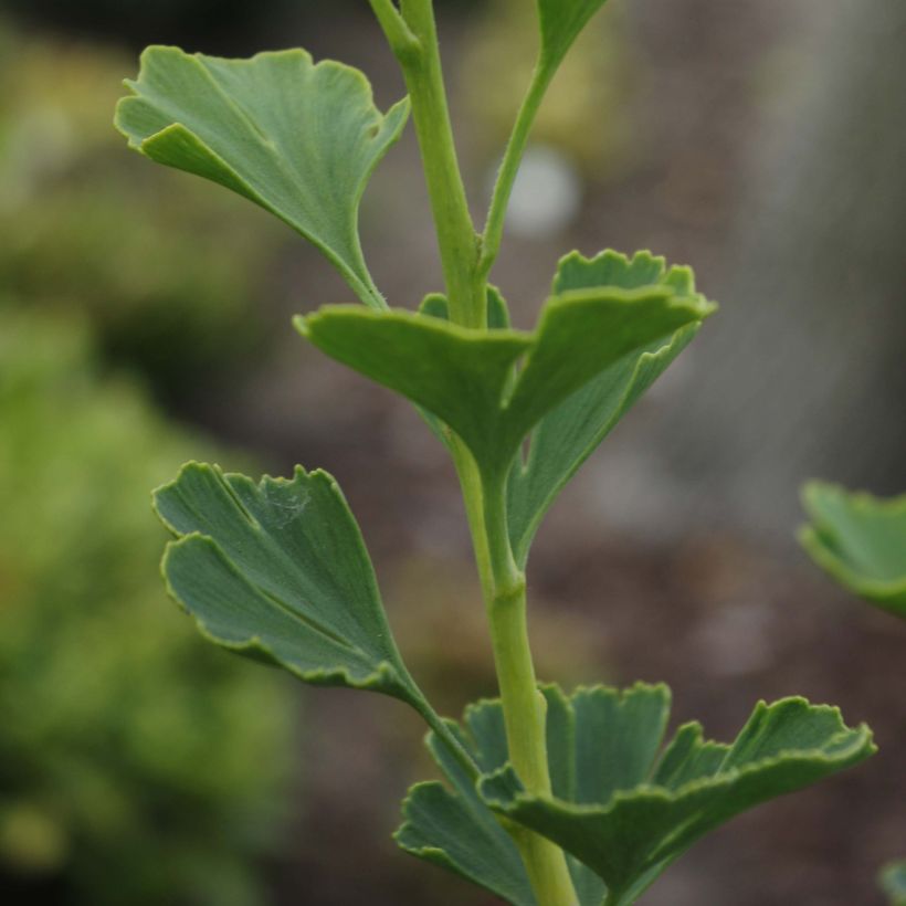 Ginkgo biloba Menhir - Japanse notenboom (Blad)