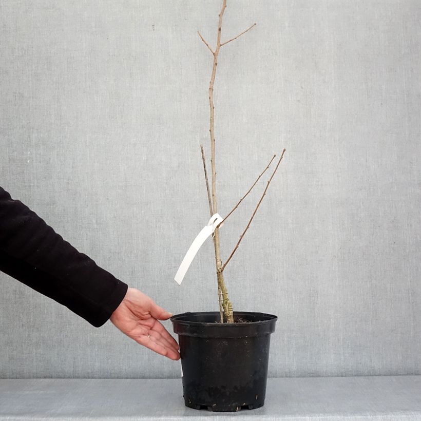 Exemplaar van Ginkgo biloba Menhir - Japanse notenboom Pot van 4 l/5 l zoals geleverd in de winter