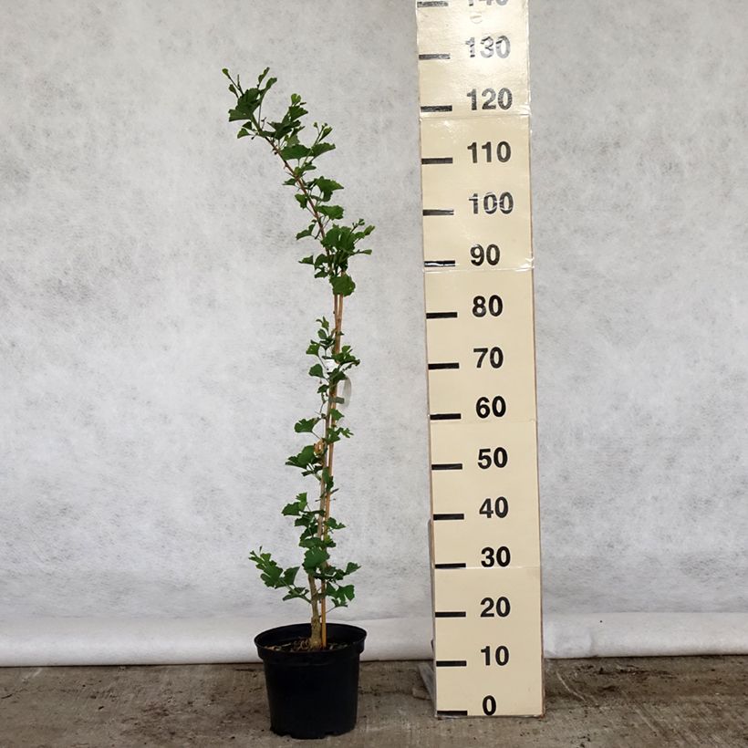 Exemplaar van Ginkgo biloba Menhir - Japanse notenboom Pot van 4 l/5 l zoals geleverd in de lente