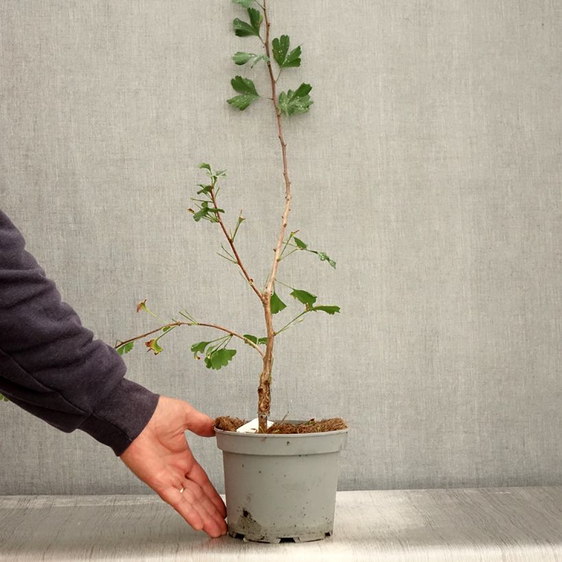 Exemplaar van Ginkgo biloba Menhir - Japanse notenboom Pot van 2 l/3 l zoals geleverd in de herfst