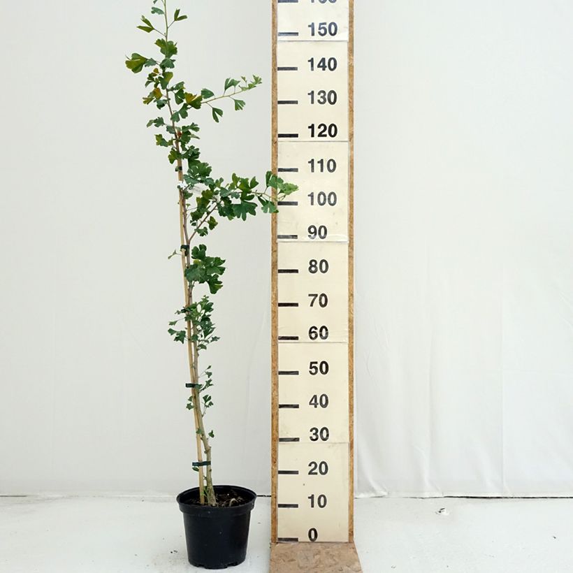 Exemplaar van Ginkgo biloba Menhir - Japanse notenboom Pot van 4 l/5 l zoals geleverd in de zomer