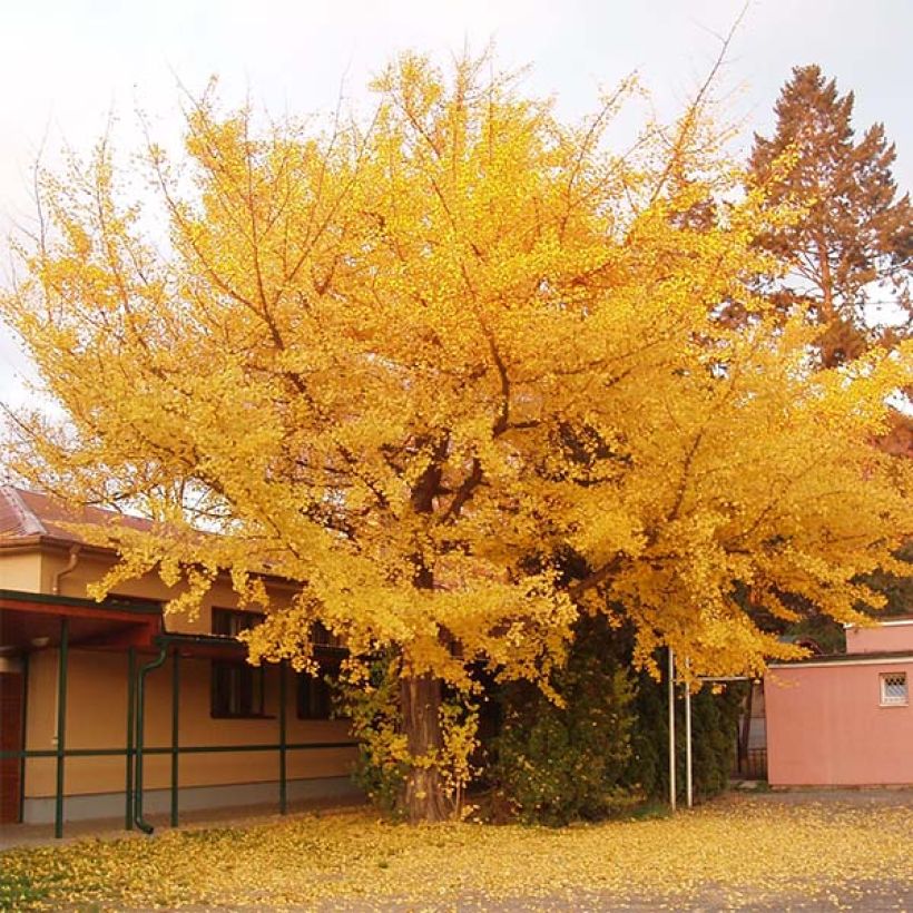 Ginkgo biloba - Japanse notenboom (Groeiplaats)