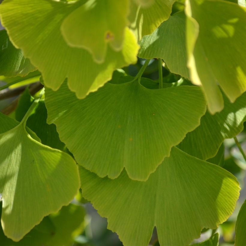 Ginkgo biloba - Japanse notenboom (Blad)