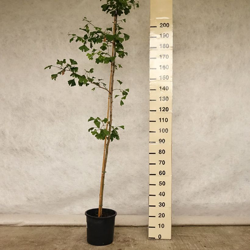 Exemplaar van Ginkgo biloba - Japanse notenboom Pot van 6 l/7 l zoals geleverd in de zomer