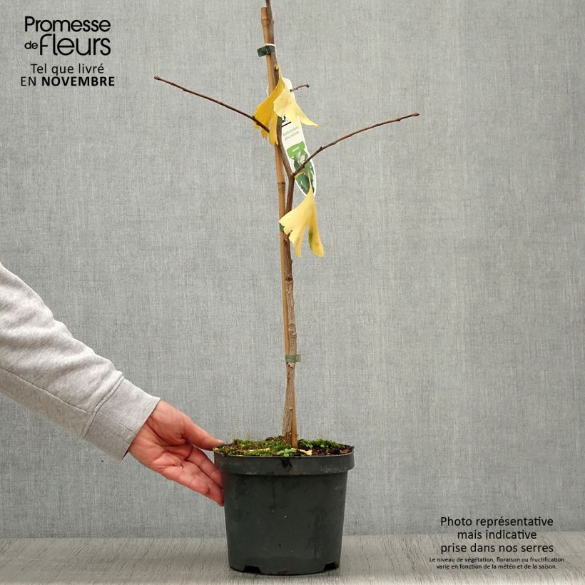 Exemplaar van Ginkgo biloba - Japanse notenboom Pot van 2 l/3 l zoals geleverd in de herfst