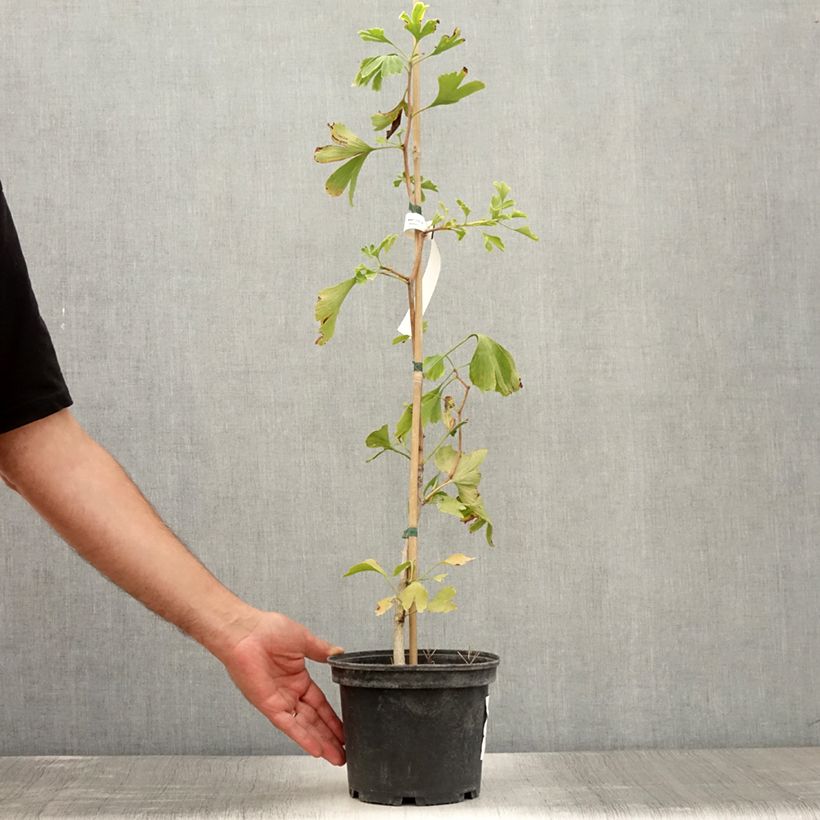 Exemplaar van Ginkgo biloba - Japanse notenboom Pot van 2 l/3 l zoals geleverd in de zomer
