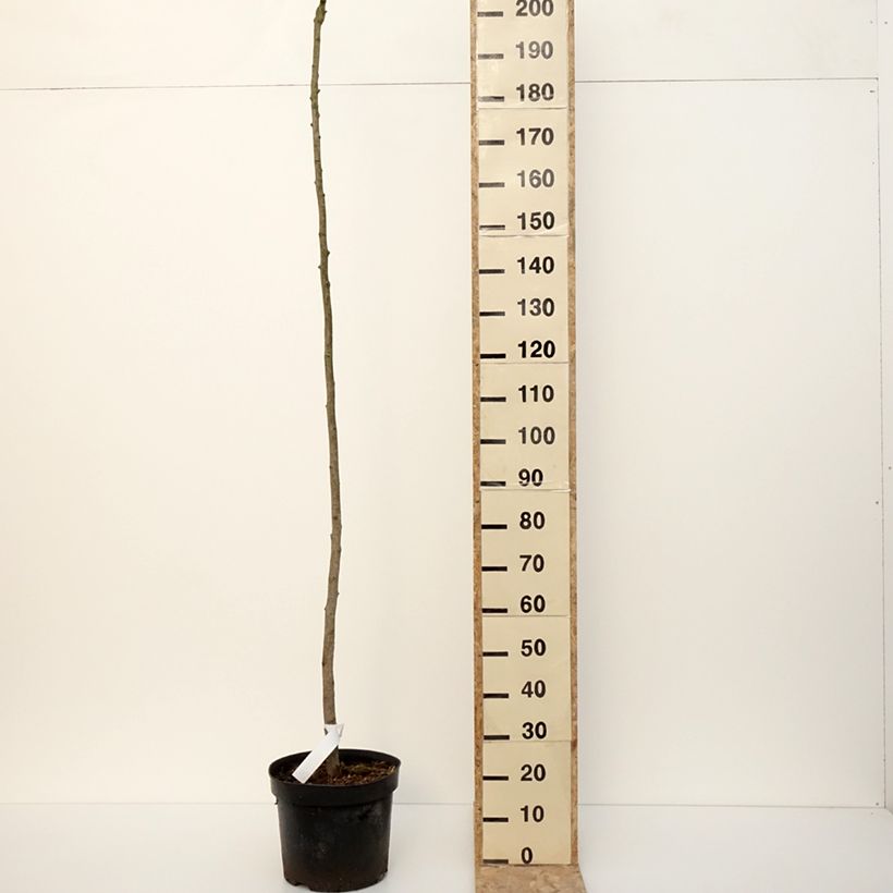 Exemplaar van Ginkgo biloba Pendula - Arbre aux quarante écus Pot de 12L/15L, Tige, sur tige zoals geleverd in de winter