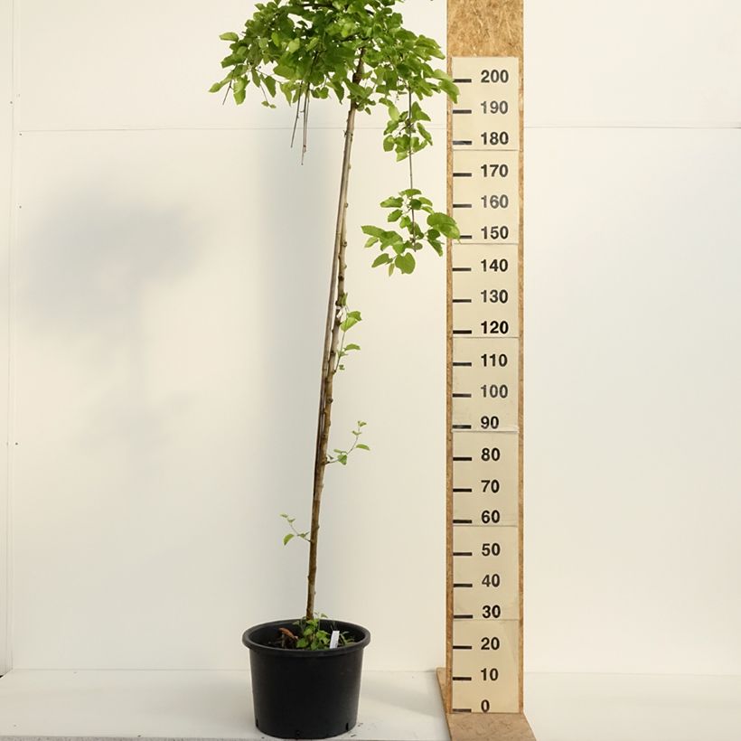 Example of Ginkgo biloba Pendula - Japanse notenboom Pot van 12 l/15 l, Stengel as you get in printemps